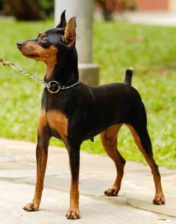 Illustration for article titled Who Got a Minpin?